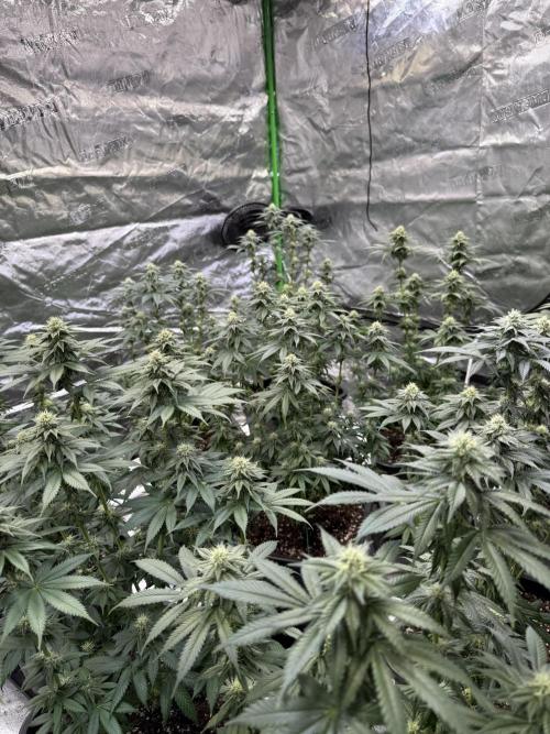 LFG Barney’s Farm(Lets fucking go). Week 8