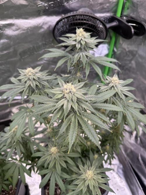LFG Barney’s Farm(Lets fucking go). Week 9