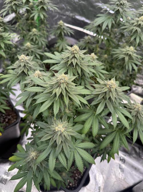 LFG Barney’s Farm(Lets fucking go). Week 9