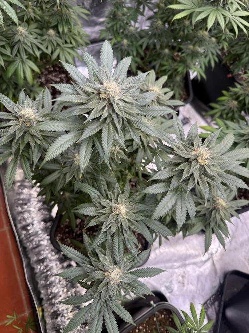 LFG Barney’s Farm(Lets fucking go). Week 9