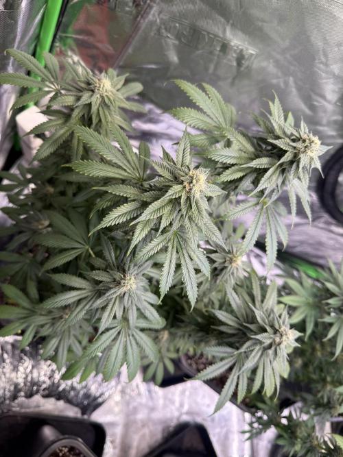 LFG Barney’s Farm(Lets fucking go). Week 9