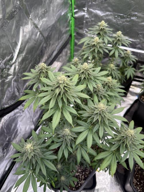 LFG Barney’s Farm(Lets fucking go). Week 9