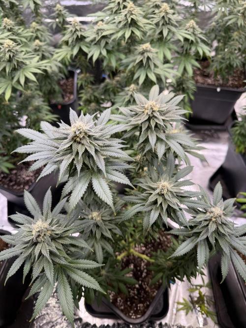 LFG Barney’s Farm(Lets fucking go). Week 9