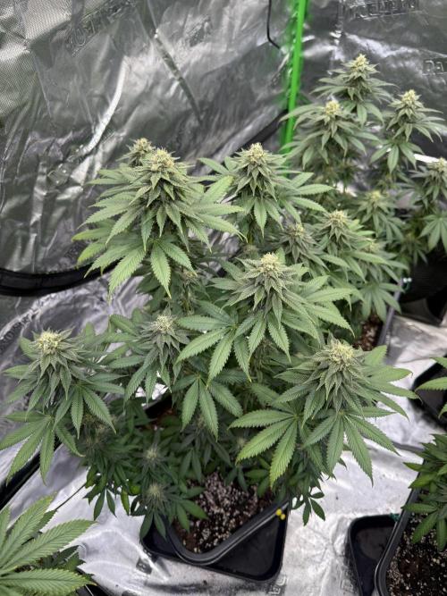 LFG Barney’s Farm(Lets fucking go). Week 9