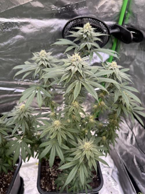 LFG Barney’s Farm(Lets fucking go). Week 9
