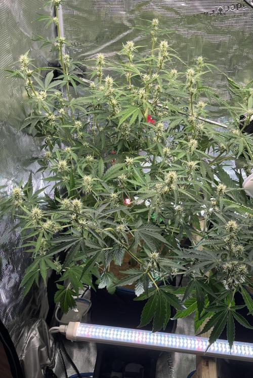 Auttastic 👌. Week 6
