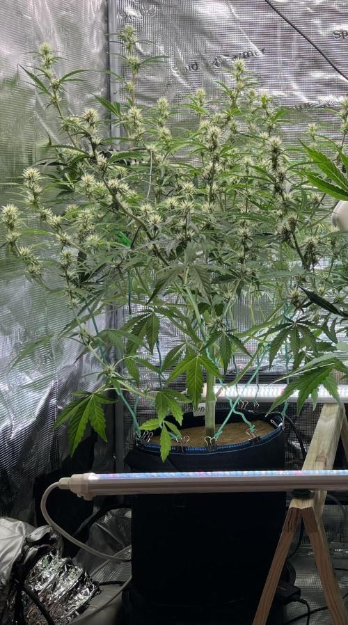 Auttastic 👌. Week 6