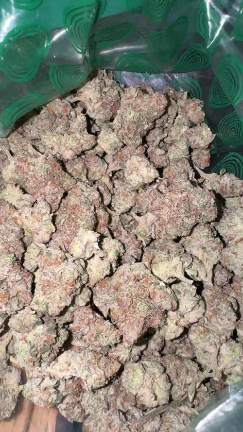 Polar Gelato 🍧 Pheno 2 