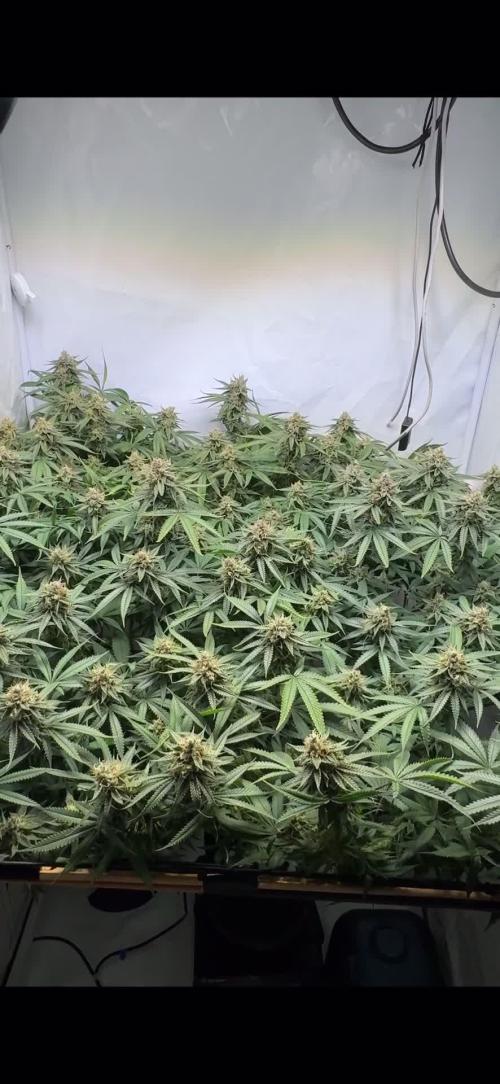 GAK Lemon Cut (1 plant in 5 l cocos) 