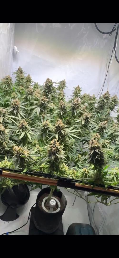 GAK Lemon Cut (1 plant in 5 l cocos) 