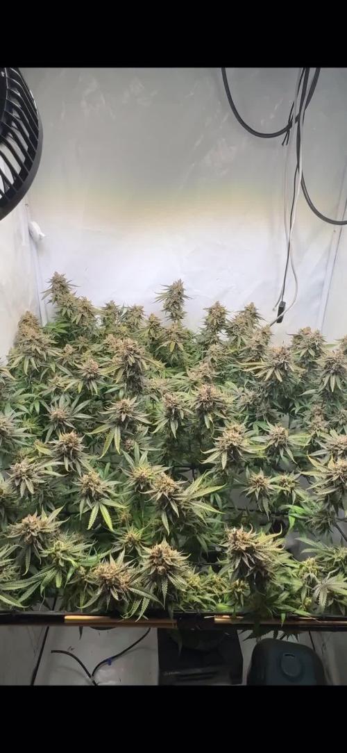 GAK Lemon Cut (1 plant in 5 l cocos) 