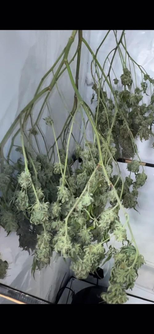 GAK Lemon Cut (1 plant in 5 l cocos) 