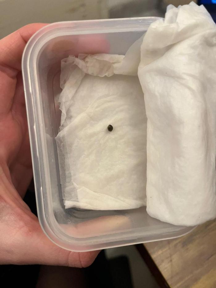 first love. Week 0 - germinating second baby seed (11/02)in wet paper towel in our kitchen drawer :)