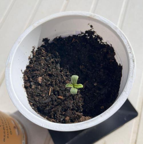 first love. Week 1 - Named: "puppy bowl jr."