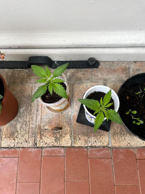 first love. Week 4