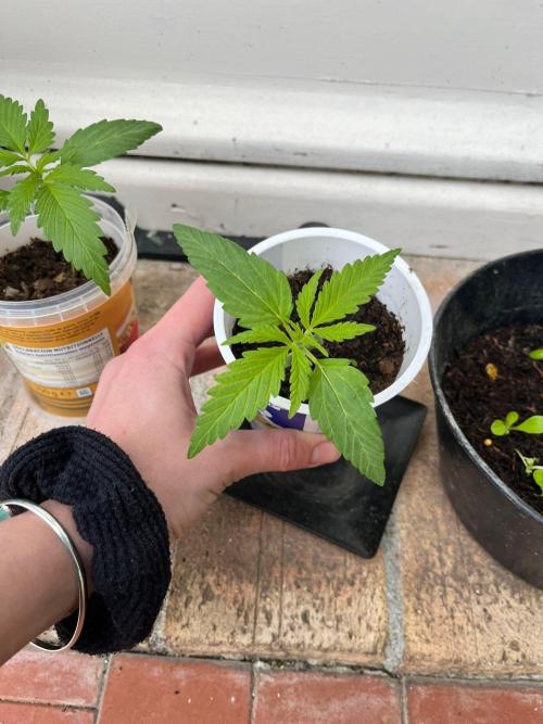 first love. Week 4