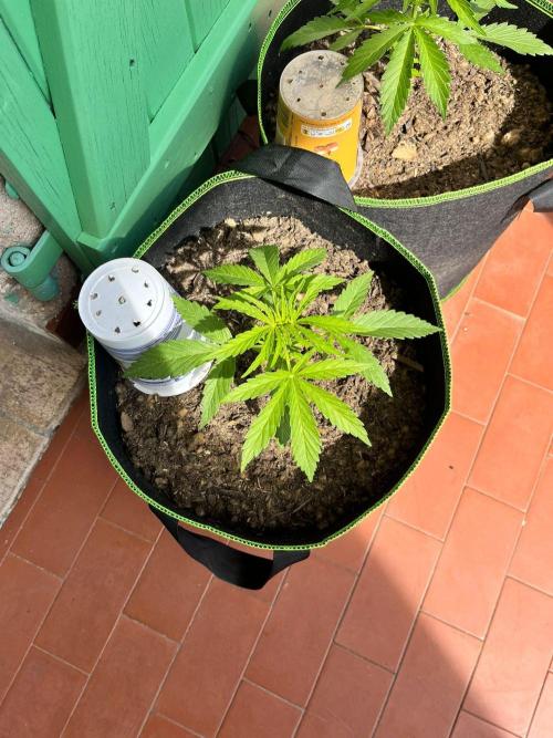 first love. Week 5