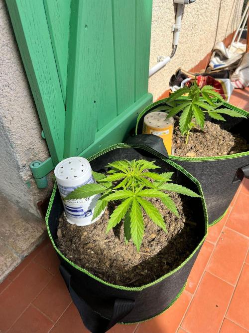 first love. Week 5 - both babies together 