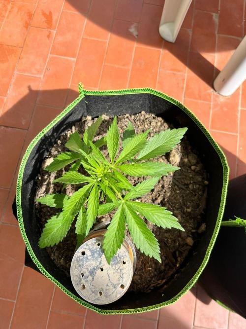 first love. Week 5