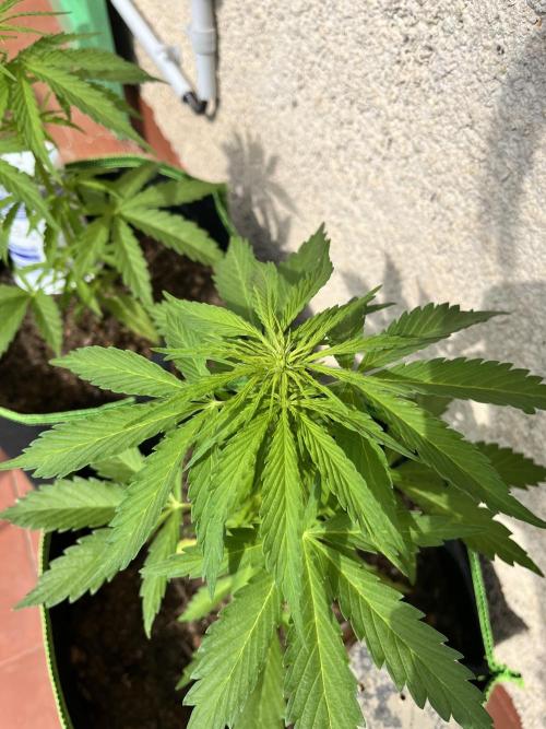 first love. Week 6