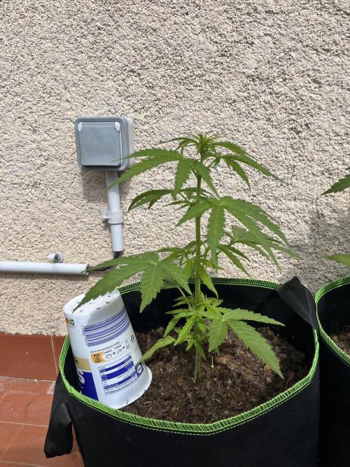 first love. Week 6