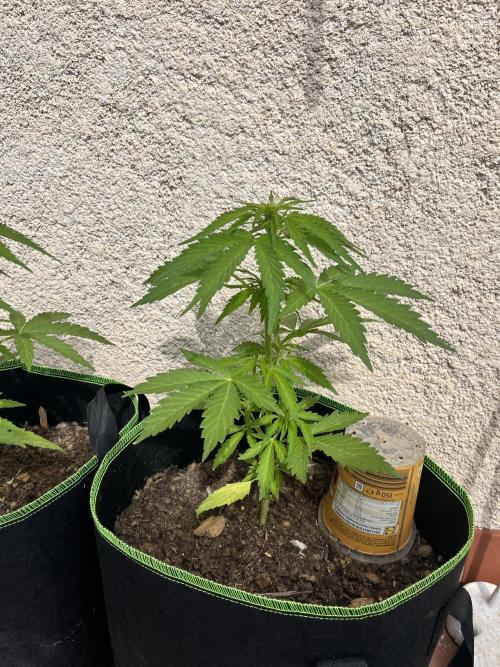 first love. Week 6