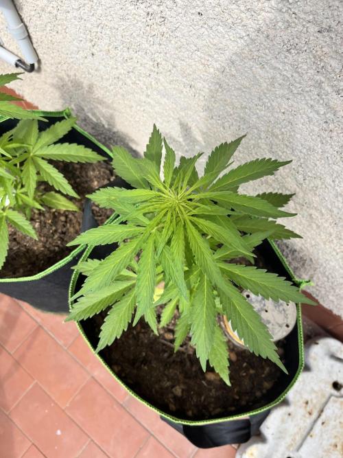 first love. Week 6