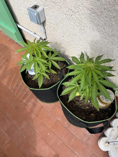 first love. Week 6