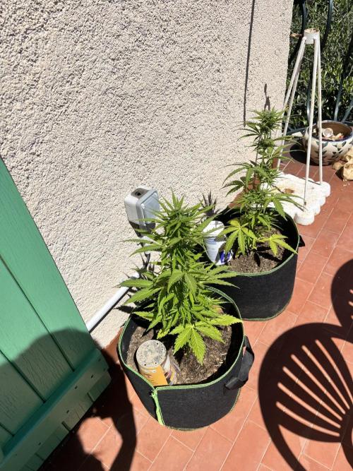 first love. Week 7 - big boiz