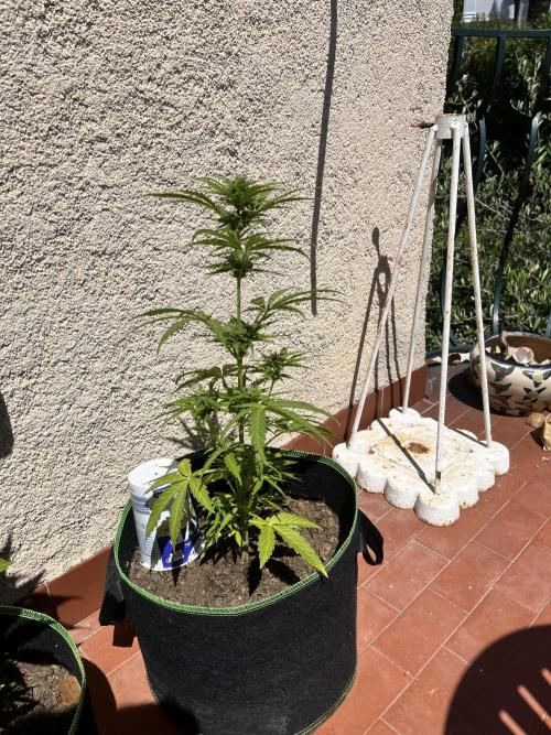 first love. Week 7