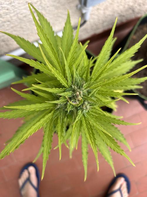 first love. Week 9