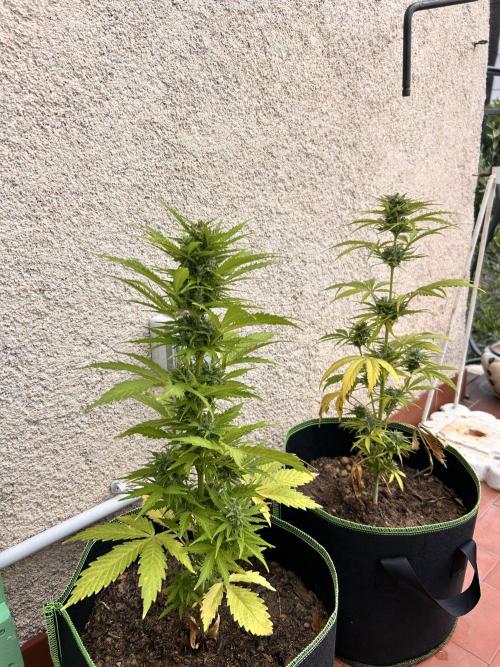 first love. Week 9 - Both babies lookin cute together 