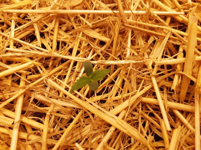 Fast buds ecolife living soil grow. Week 0