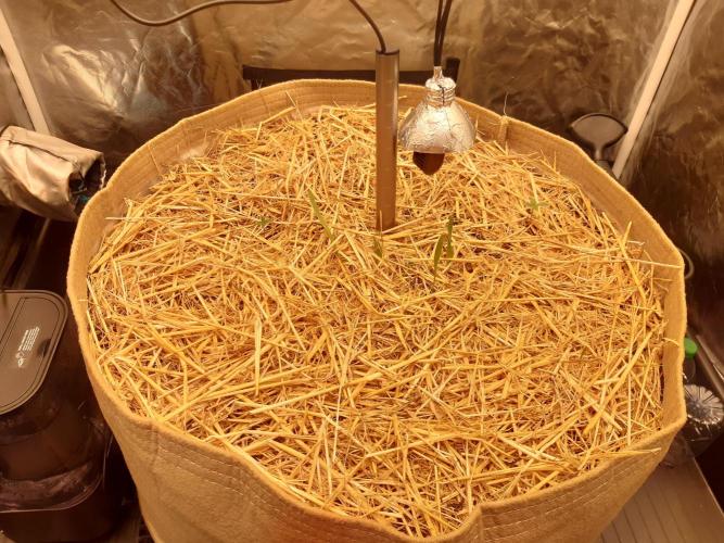 Fast buds ecolife living soil grow. Week 0