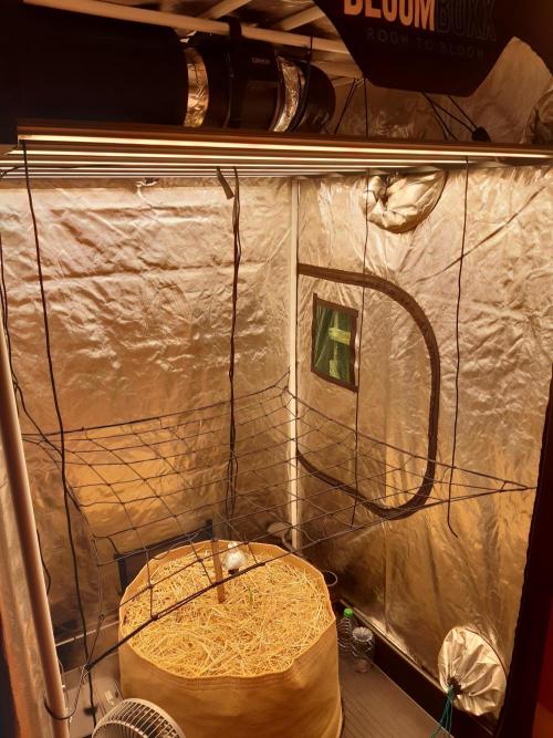 Fast buds ecolife living soil grow. Week 0