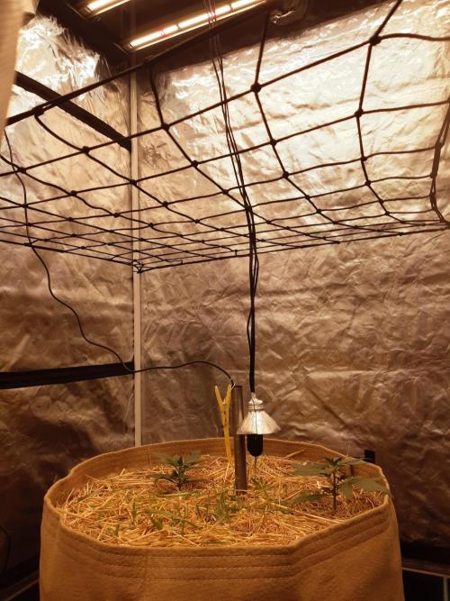 Fast buds ecolife living soil grow. Week 2