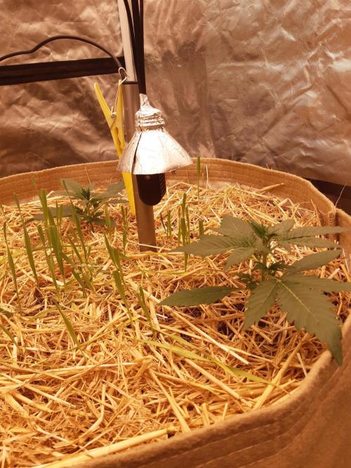 Fast buds ecolife living soil grow. Week 2