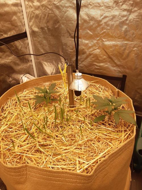 Fast buds ecolife living soil grow. Week 2