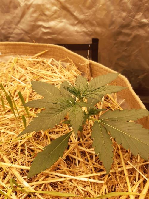 Fast buds ecolife living soil grow. Week 2
