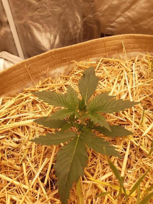 Fast buds ecolife living soil grow. Week 2