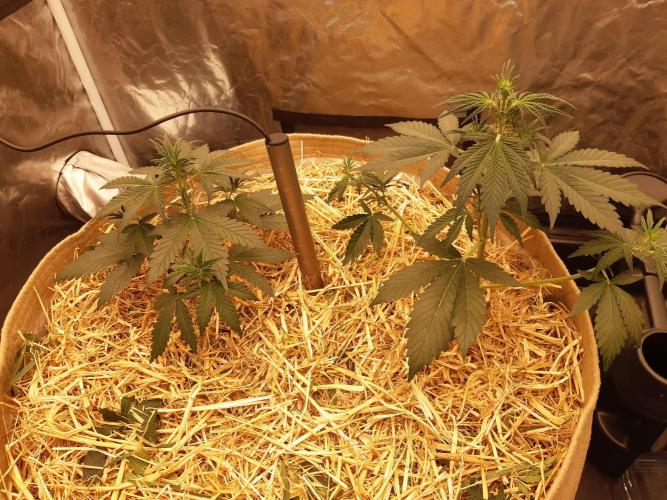 Fast buds ecolife living soil grow. Week 3 - Cheese on the left and gorilla zkittlez on rhe right