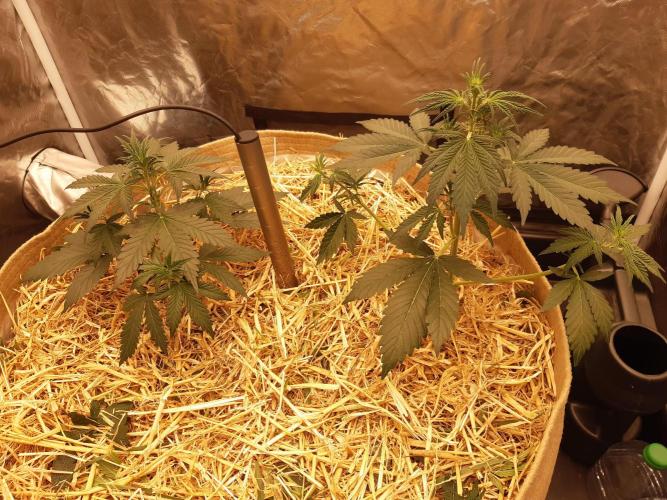 Fast buds ecolife living soil grow. Week 3
