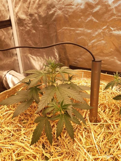 Fast buds ecolife living soil grow. Week 3