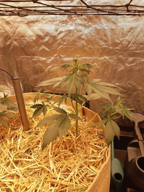 Fast buds ecolife living soil grow. Week 3