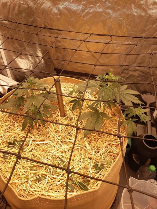 Fast buds ecolife living soil grow. Week 3