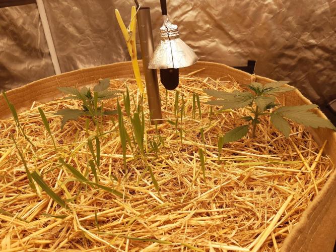 Fast buds ecolife living soil grow. Week 3