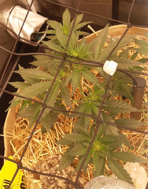 Fast buds ecolife living soil grow. Week 4