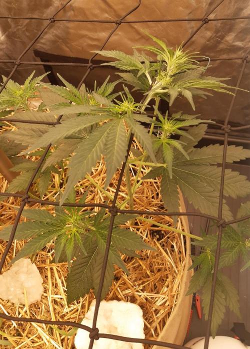 Fast buds ecolife living soil grow. Week 4