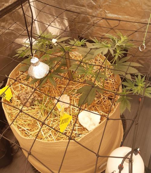Fast buds ecolife living soil grow. Week 4