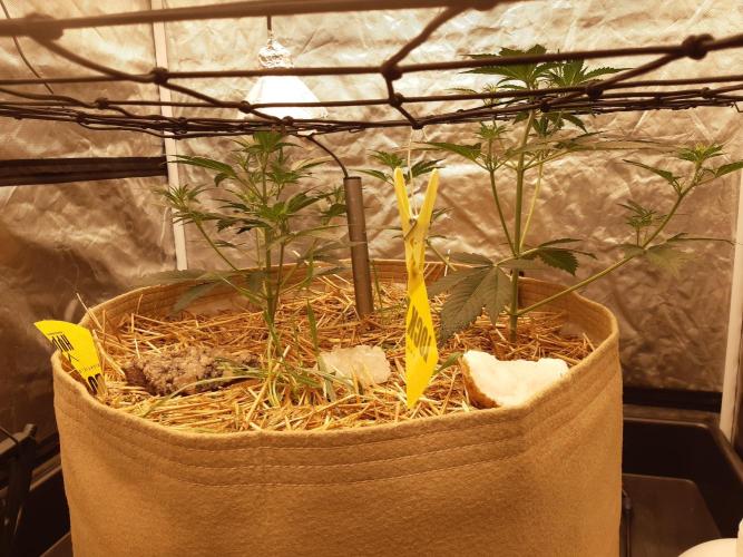 Fast buds ecolife living soil grow. Week 4